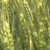 Embedded thumbnail for AAC Foray VB