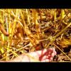 Embedded thumbnail for Bishop R2